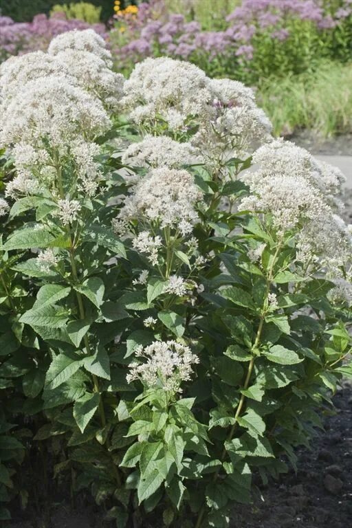 Посконник виды и сорта фото Посконник Сноубол (Eupatorium Snowball) купить в спб лисий нос Беговая Приморски