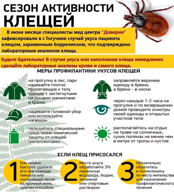 После укуса клеща какие симптомы фото Действия после клеща