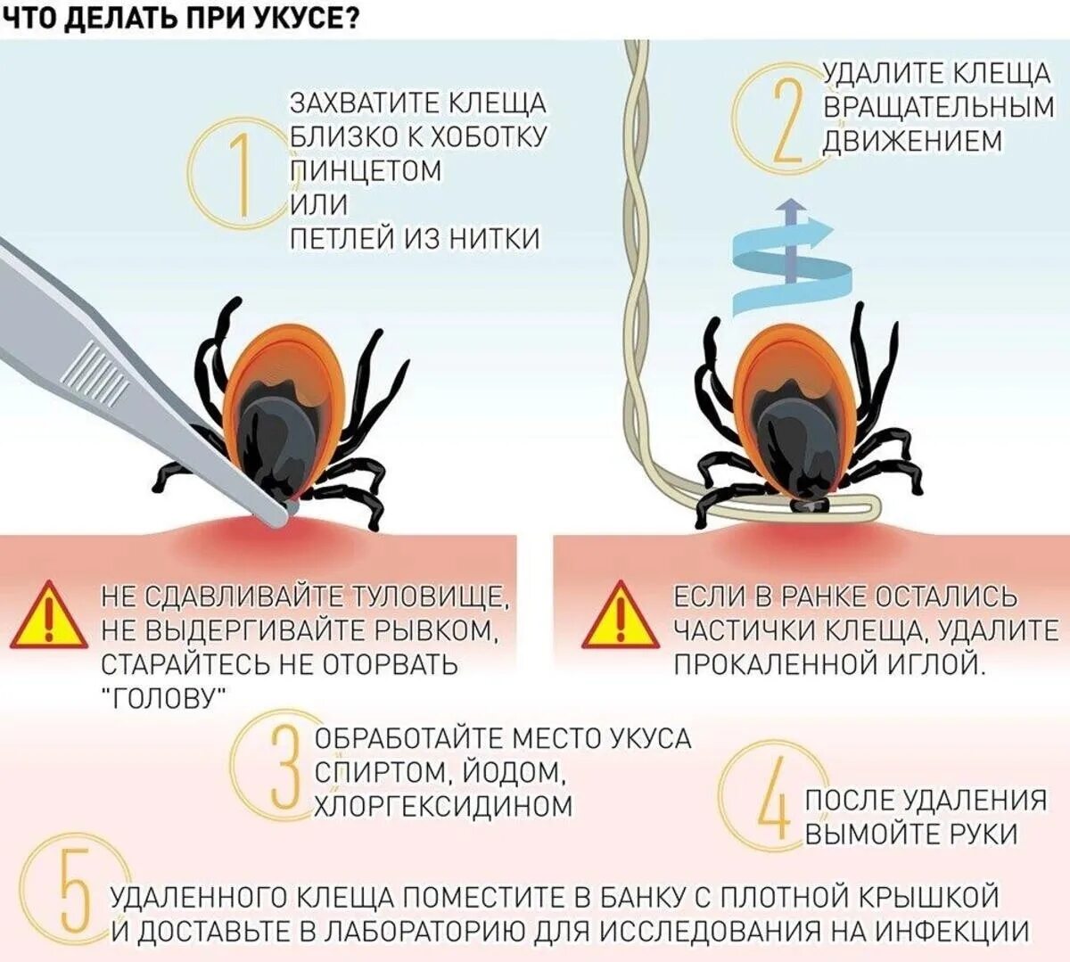 После укуса клеща какие симптомы фото Новости и репортажи