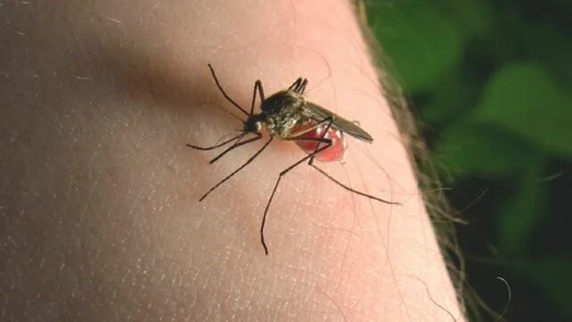 После укуса насекомого фото 09 Remédios Caseiros para Tratar Picadas de Mosquitos Mosquito bite symptoms, Mo