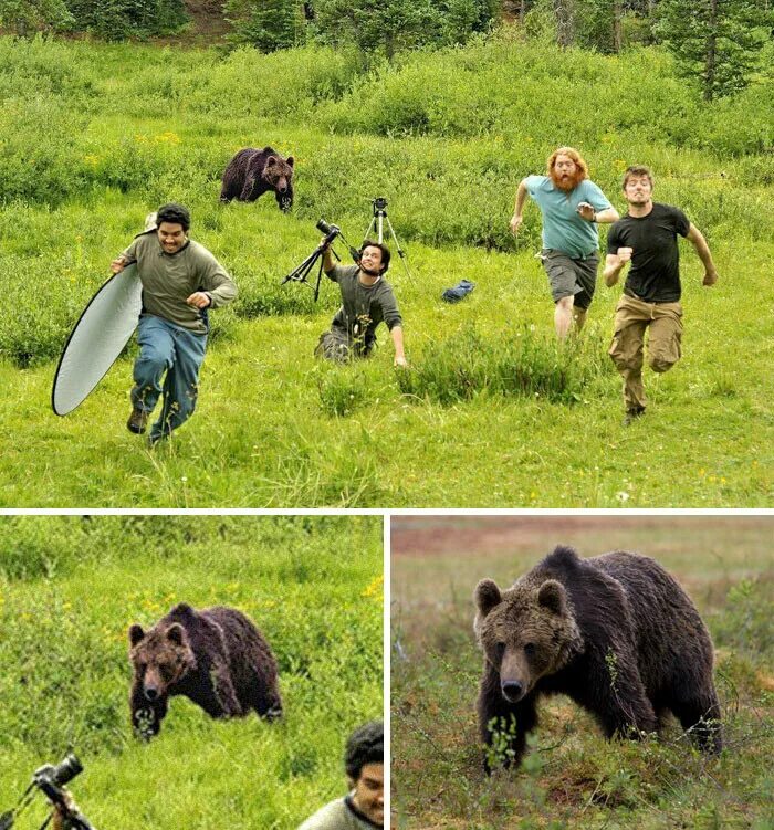 Последнее фото фотографа с медведем 20 резонансных в интернете фотографий, которые оказались поддельными - блог тури