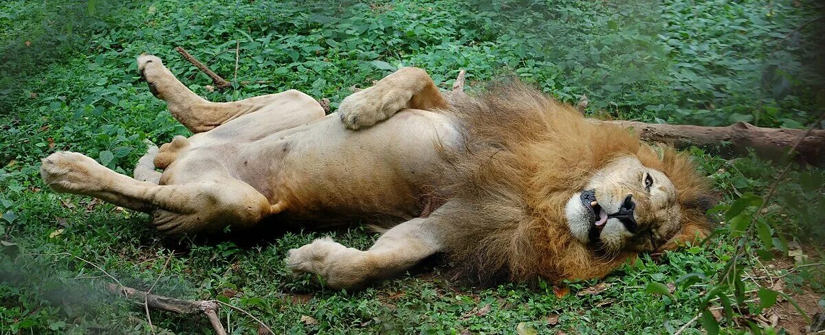 Последнее фото льва File:African Lion Resting at the Entebbe Zoo in Uganda.jpg - Wikimedia Commons