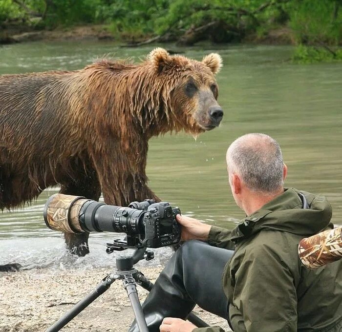 Последнее фото японского фотографа медведь Pin by Людмила on Эта удивительная жизнь... Bear, Brown bear, Police