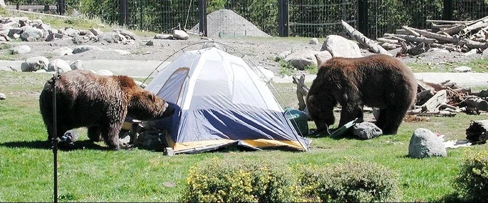 Последнее фото японского фотографа медведь Click on for Tips to stay safe while CAMPING AND HIKING IN BEAR COUNTRY Camping 