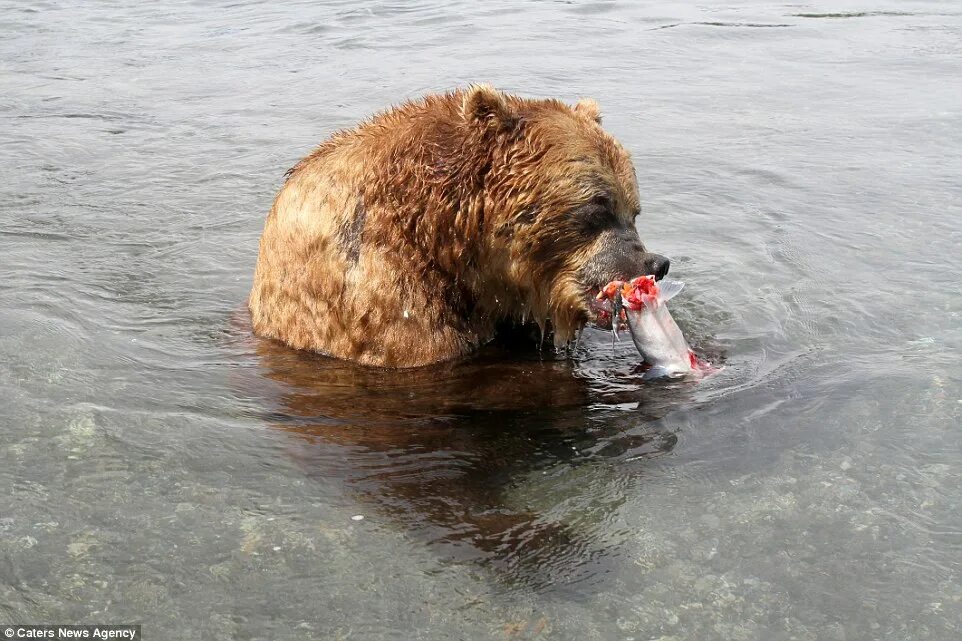 Последнее фото японского фотографа медведь Photos show hungry brown bear use paws to swipe red salmon in Kamchatka