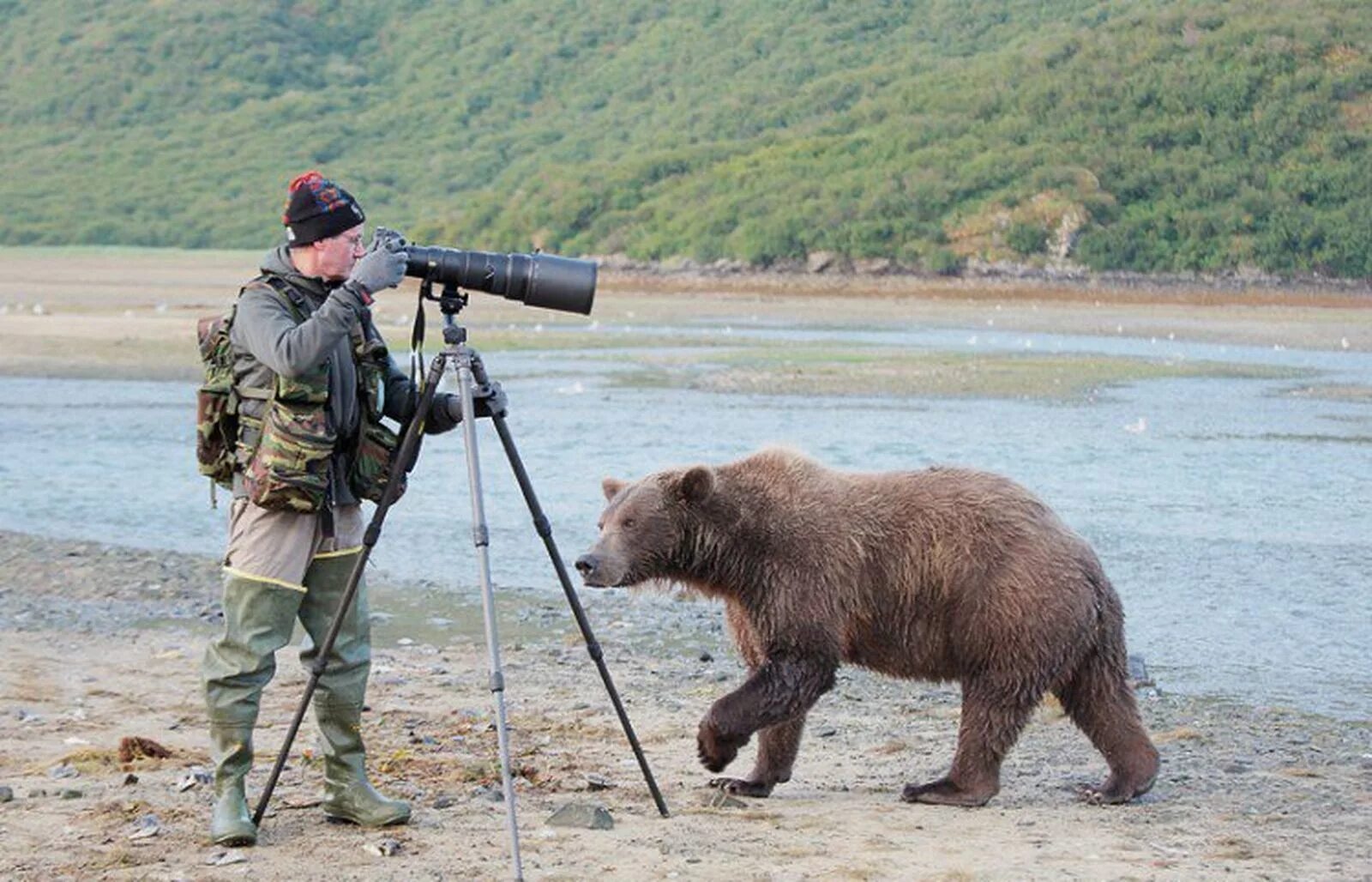 Последнее фото японского фотографа медведь Фотоаппарат, муки выбора - Страница 10