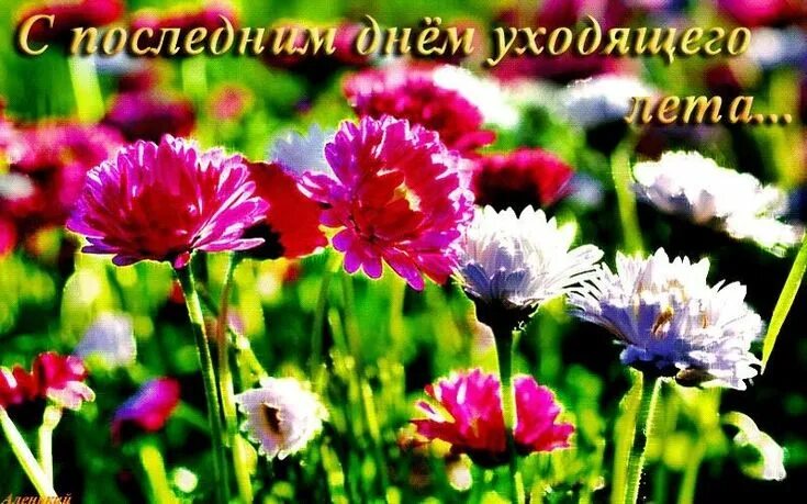 Последний день лета картинки новые Pin by Валентина Лютвинская on Лето Plants, Seasons, Views album