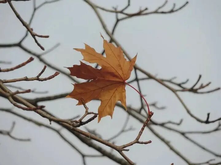 Последний лист фото Осень за окном (Сергей Колотько) / Проза.ру