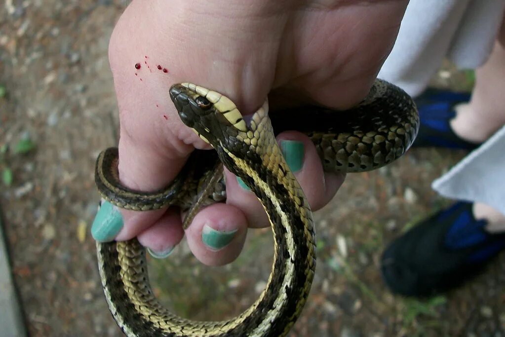 Последствия укуса гадюки фото KAAAAAAARUNCH. My first experience with a garter snake tha. Flickr