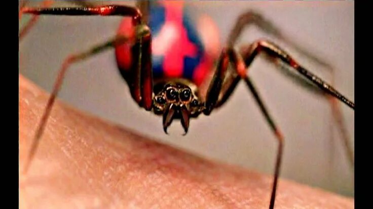 Последствия укуса паука фото WarriorSpider - Part 2 Spider Bite Spider bites, Spider, Black widow spider