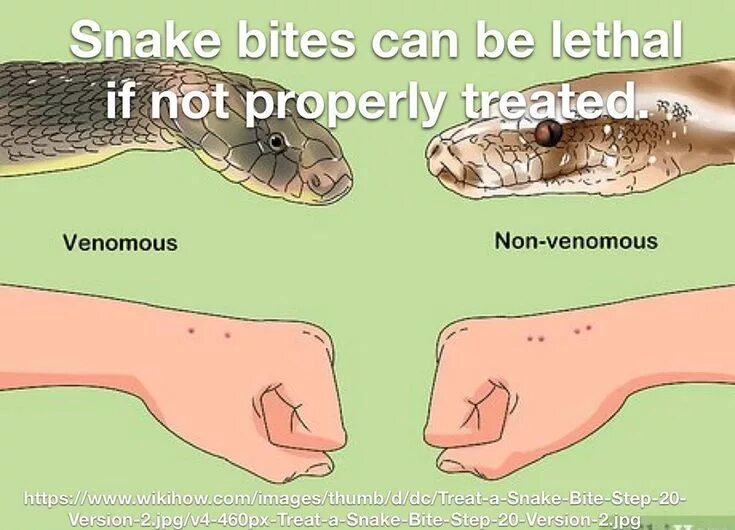 Последствия укуса змеи фото For a venomous bite from a snake, move the victim out from striking distance of 