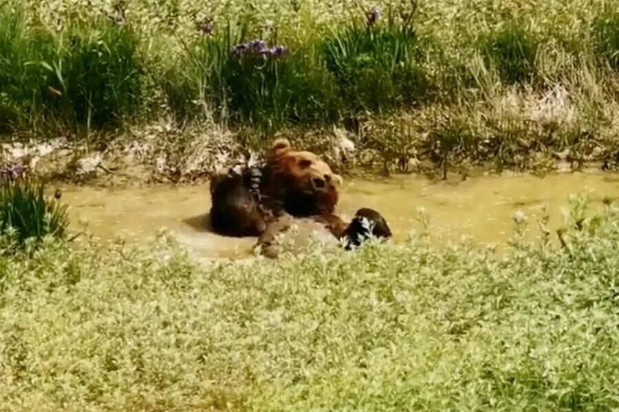 Последствия встречи с медведем фото На Камчатке медведь принял грязевую ванну в Долине гейзеров - Газета.Ru Новости