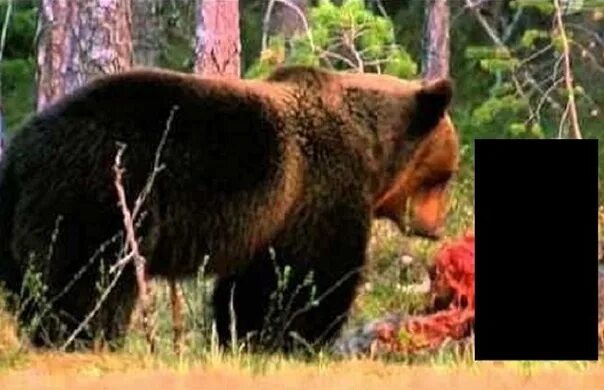 Последствия встречи с медведем фото An angry bear dined with people Hands and feet everywhere. Details: https://tara