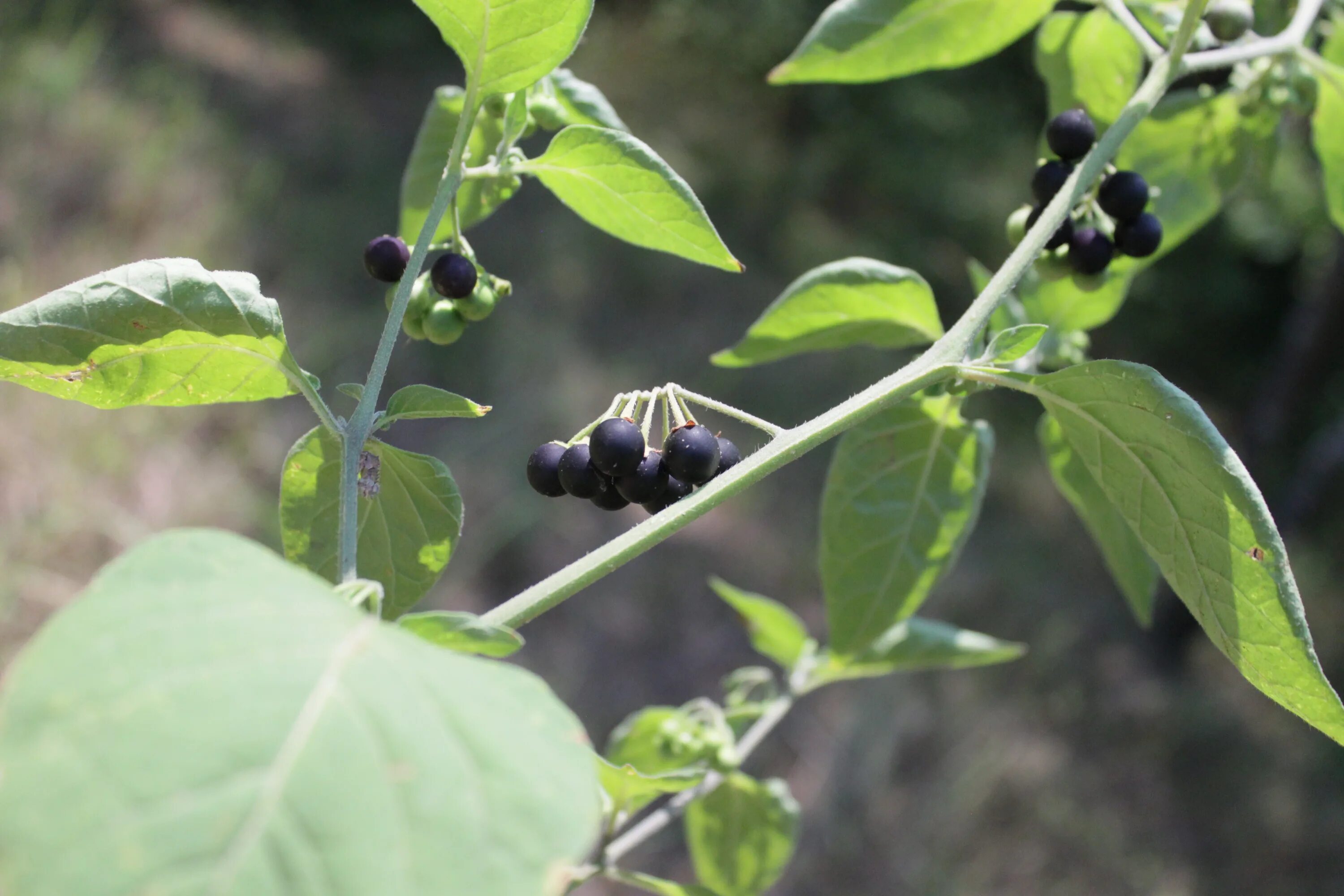 Послен черный ягоды фото Poisonous black berries free image download