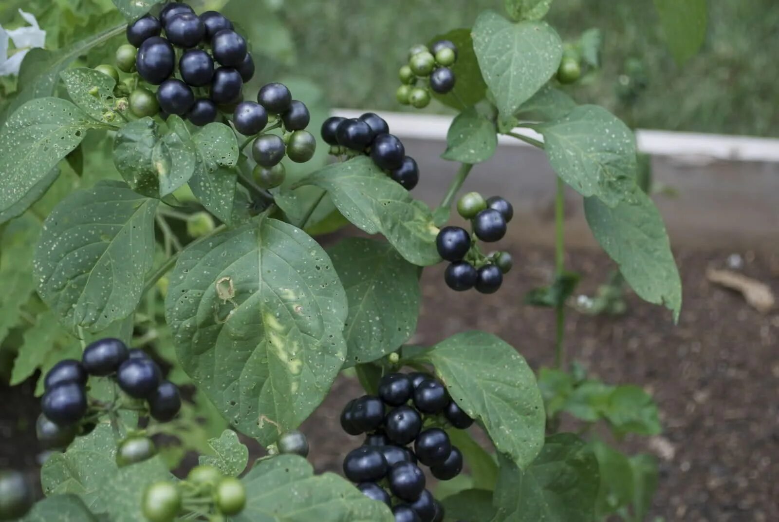 Послен черный ягоды фото Huckleberry bushes to stabilize the bank and produce fruit (for pies, pancakes, 