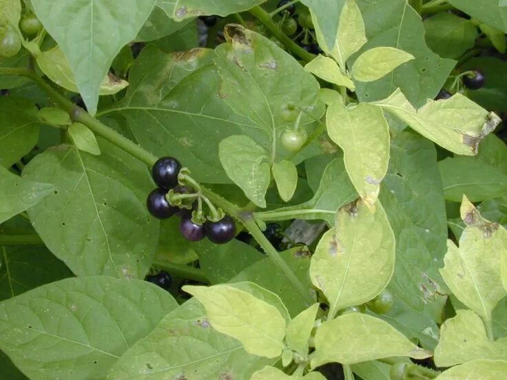 Послен черный ягоды фото American black nightshade Medicinal plants, Plants, Poisonous plants