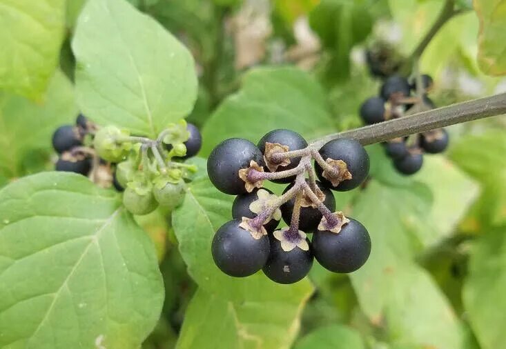 Послен черный ягоды фото Black nightshade is not poisonous to humans: it has edible leaves and ripe berri