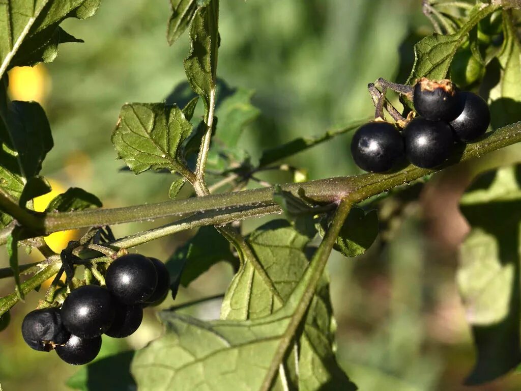 Послен черный ягоды польза и вред фото Паслён чёрный - Solanum nigrum