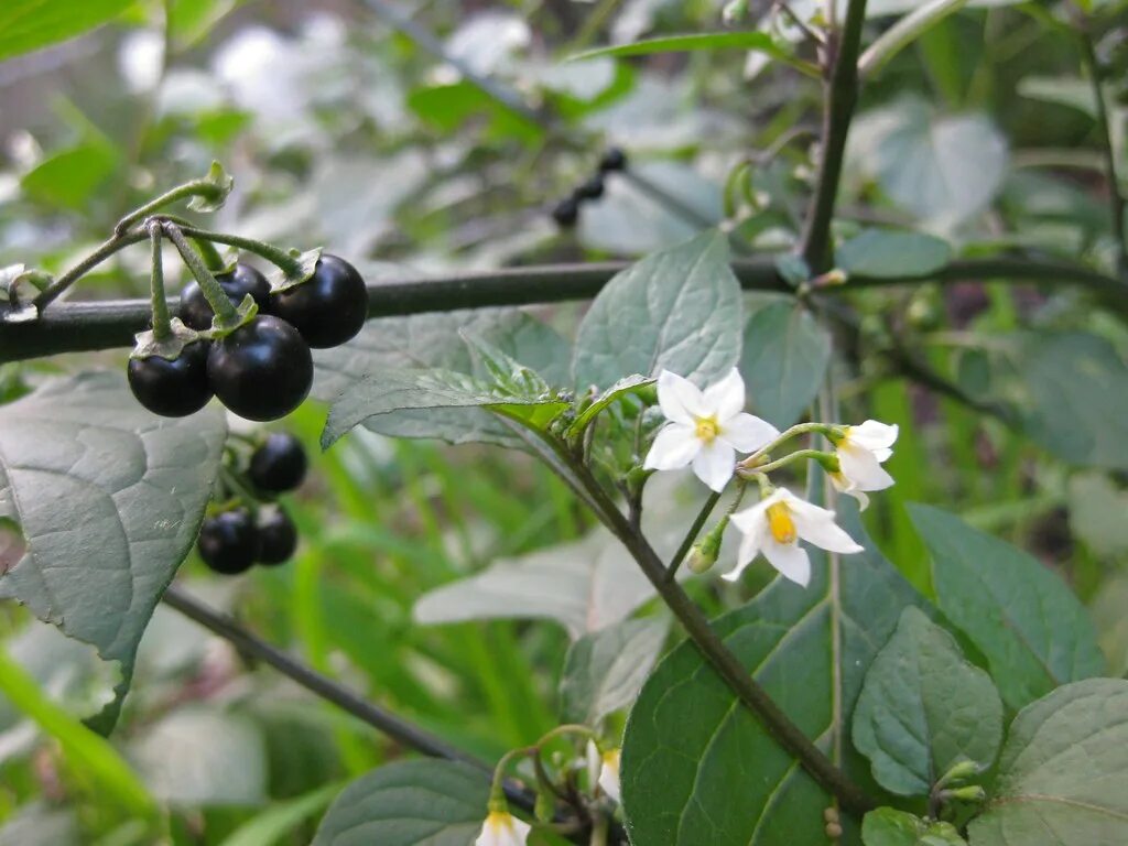 Послен ягода фото Blackberry nightshade (Solanum nigrum) Adam Grubb and Annie Raser-Rowland Flickr