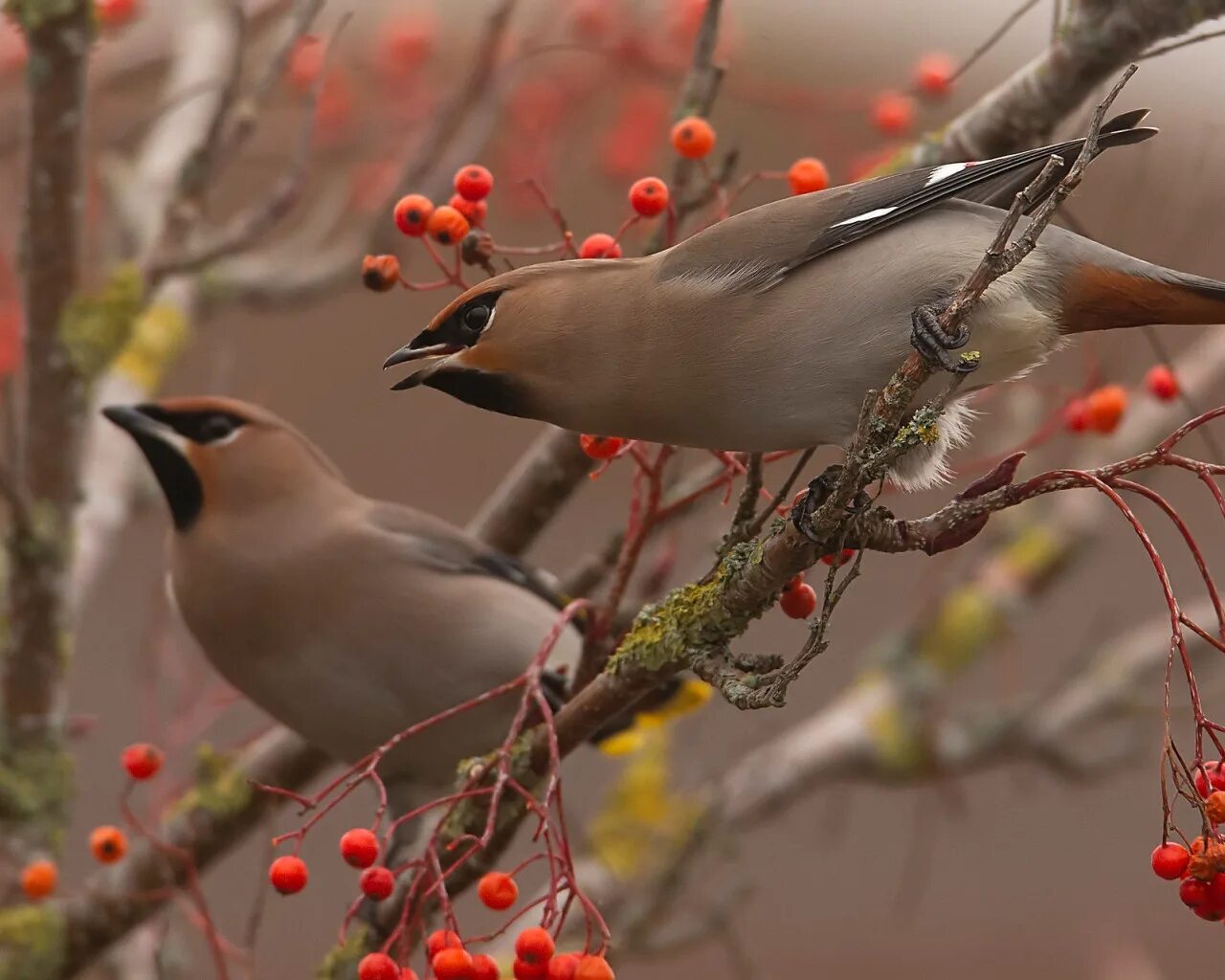 Посмотреть фото птиц Download wallpaper autumn, birds, branches, berries, two, pair, a couple, Duo, s