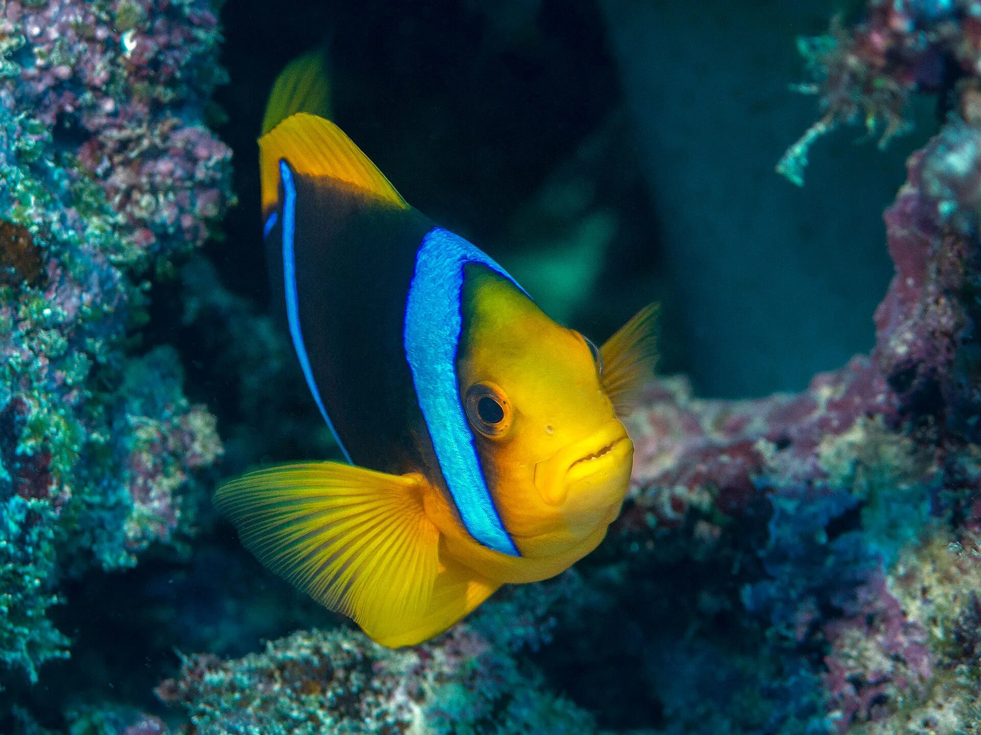 Посмотреть фото рыб The Reefs of Fiji :: Behance