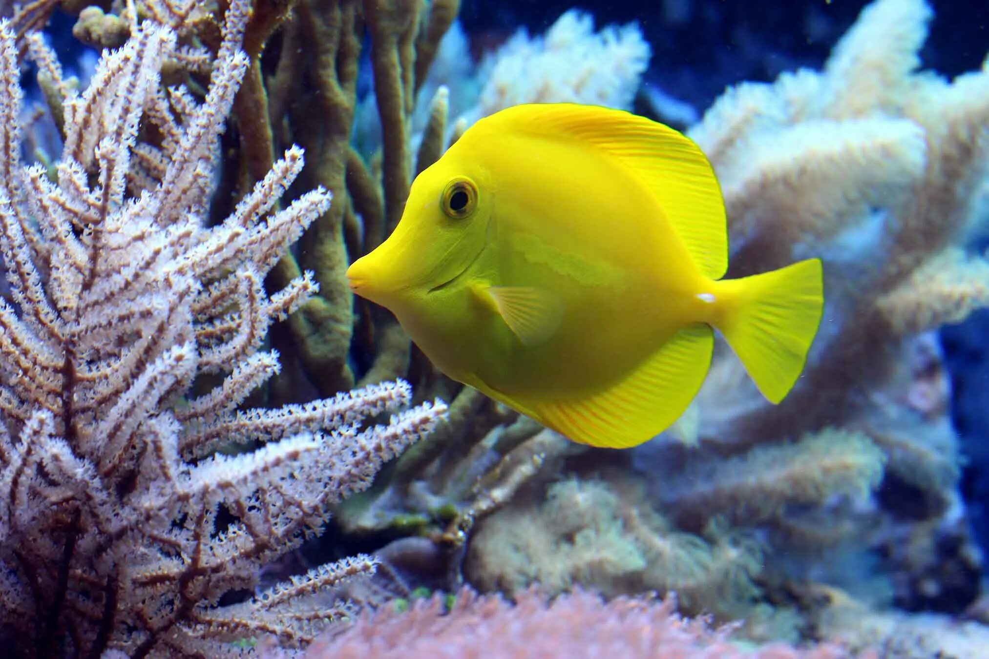 Посмотреть фото рыб Yellow tang - L'Aquàrium