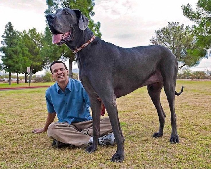 Посмотреть фото самого Büyük George Giant dogs, Tallest dog, Worlds largest dog