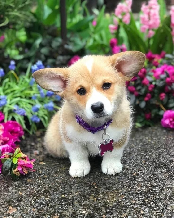 Посмотреть фото собак Corgis FTW on Instagram: "Wait... You're telling me it's only Tuesday? Creds @mo