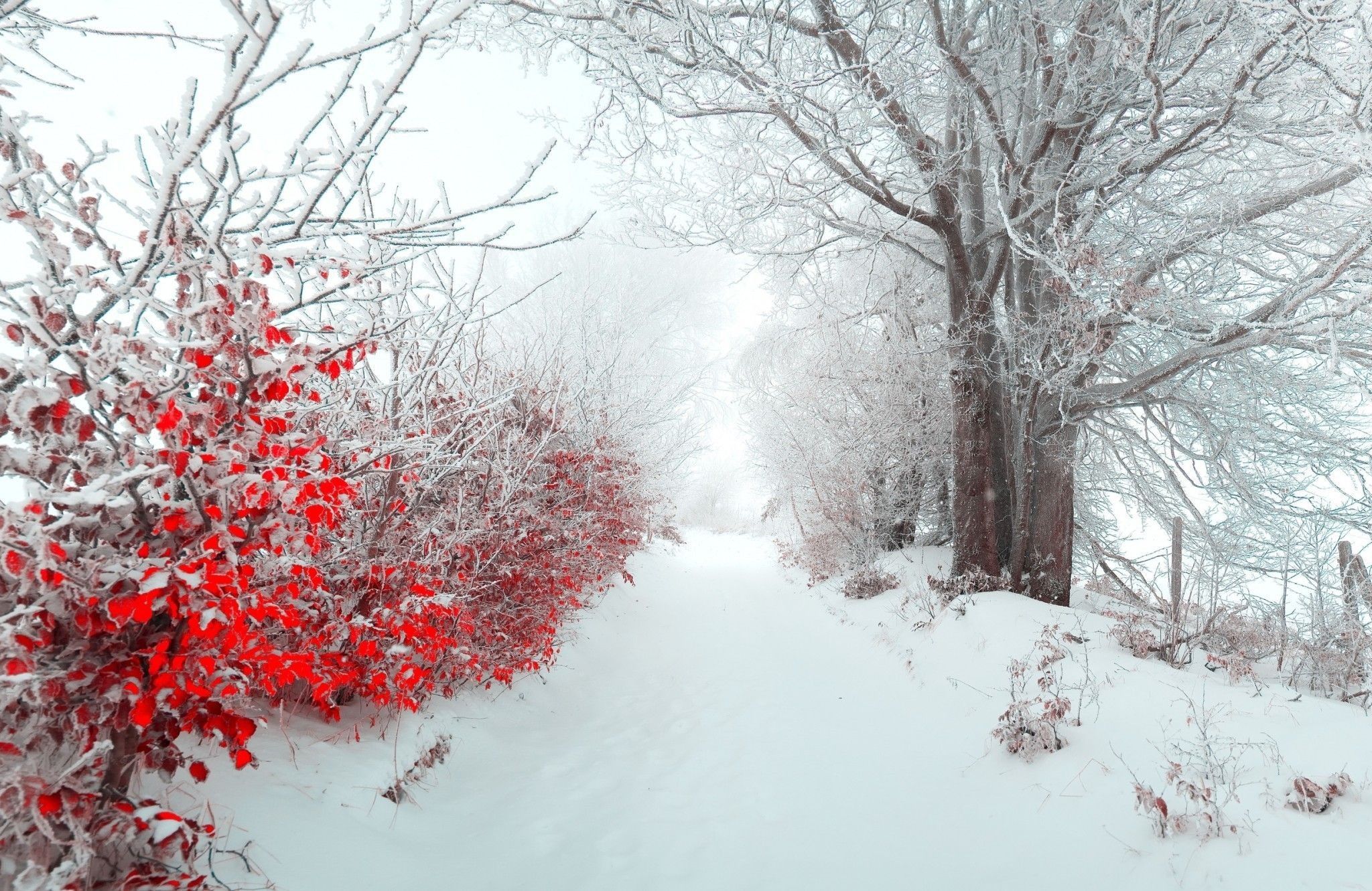 Посмотреть фото зимы Pin by Irina Koslow on Времена года Winter wallpaper, Snow pictures, New nature 