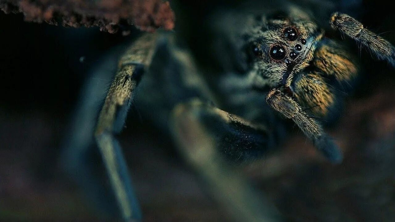 Посмотри фото паука Animal of the Week - Tarantula - YouTube