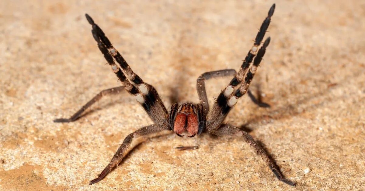 Посмотри фото паука The Top 8 Most Dangerous Spiders Of North America