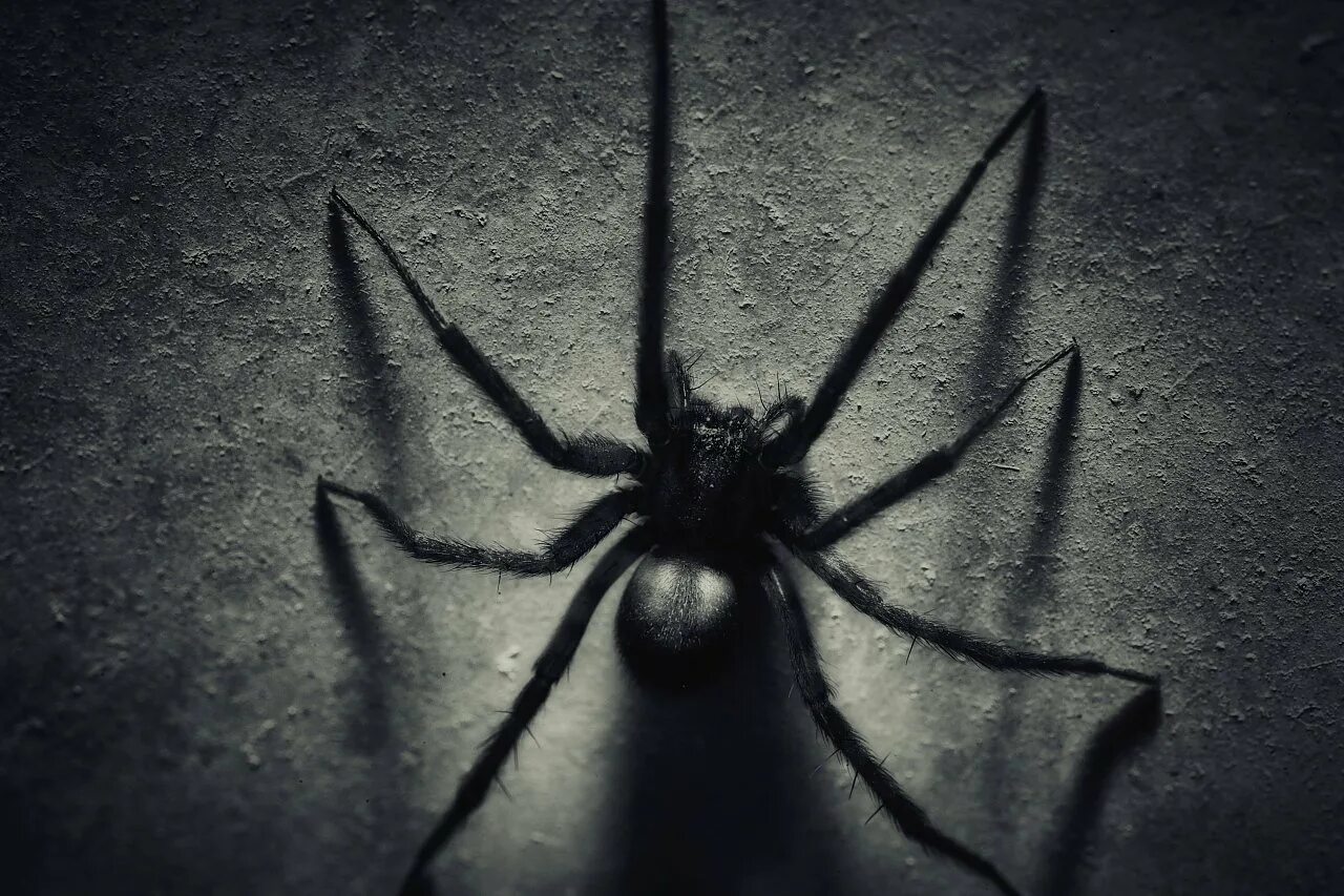 Посмотри фото паука Horror spider