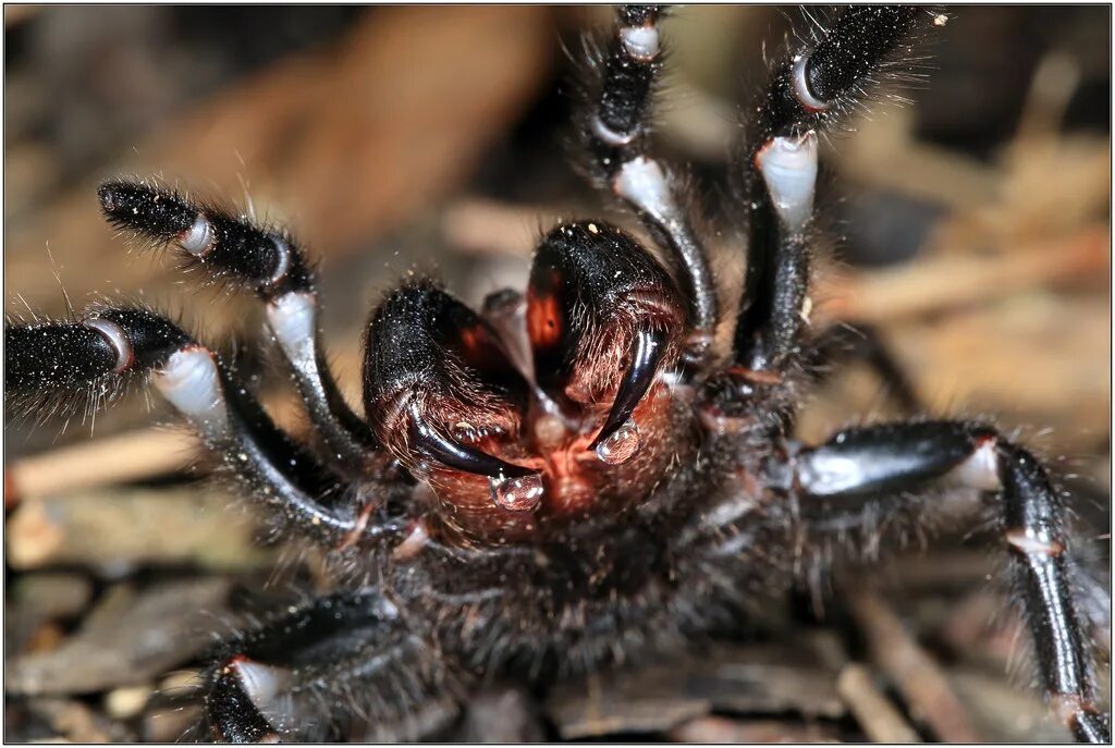 Посмотри фото паука Sydney funnel-web spider - atrax robustus canon 5d mark ii. Flickr