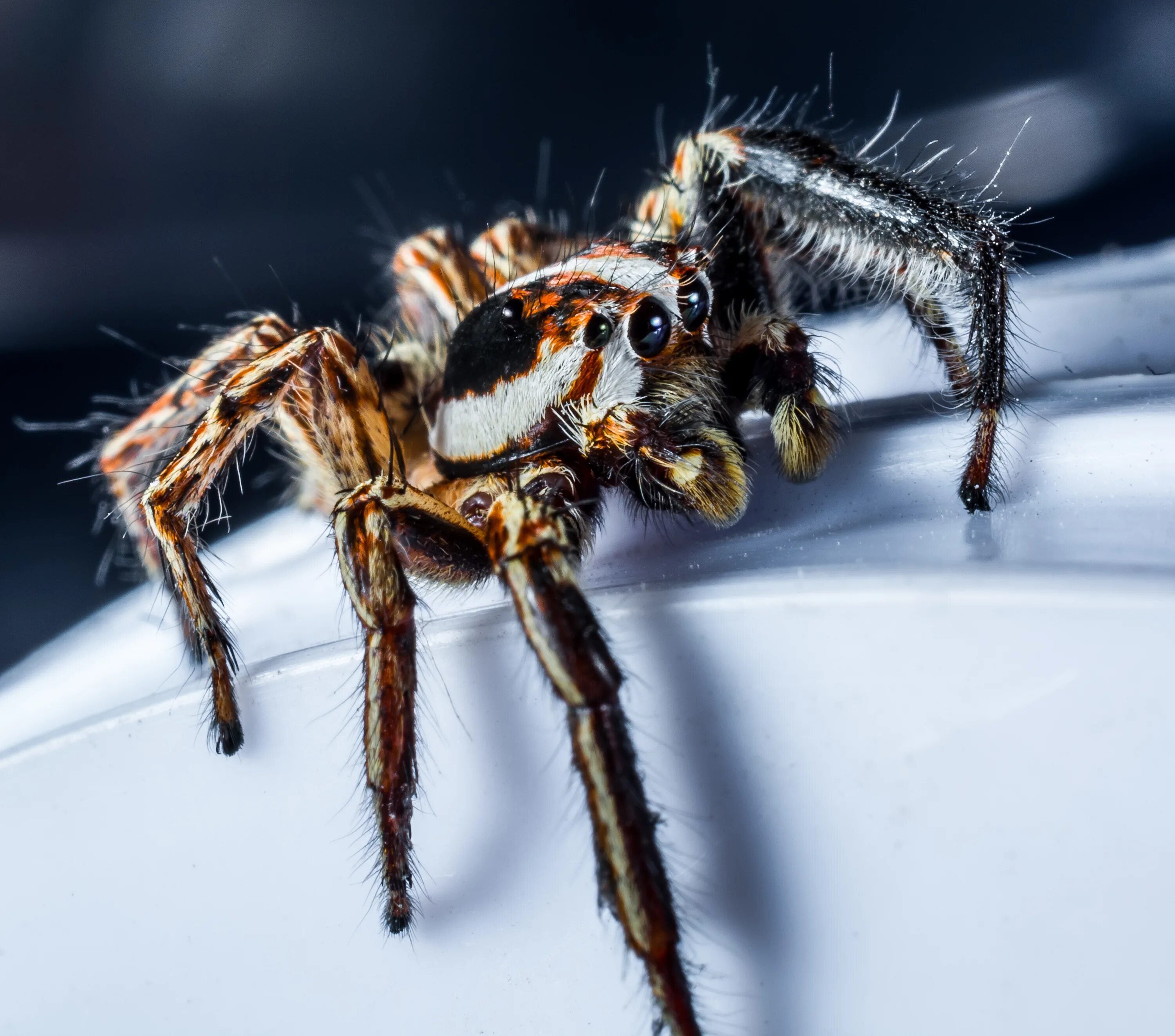 Посмотри фото паука Closeup of a small hairy jumping spider free image download