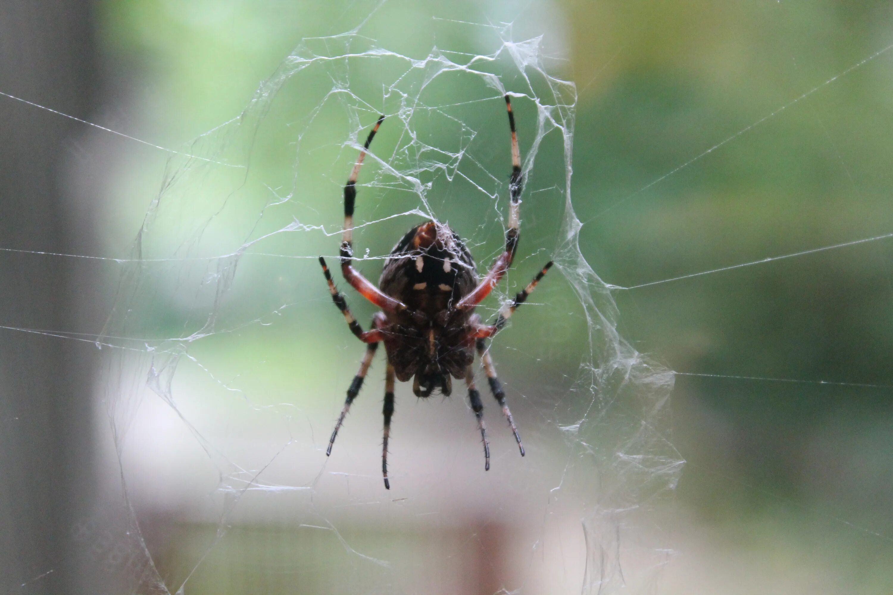 Посмотри фото паука Free Images : nature, spiderweb, fauna, invertebrate, spider web, cobweb, close 