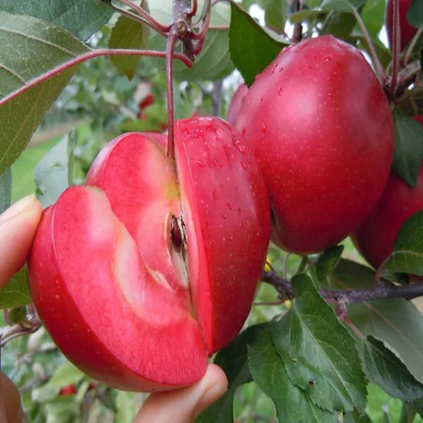 Посол мира описание сорта фото отзывы Pure Red Apple Tree Seeds Apple tree from seed, Fruit trees, Apple tree