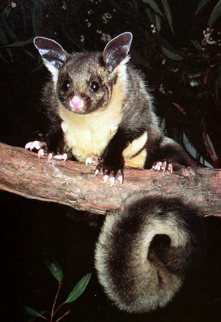 Поссум фото животное Yellow Bellied Glider Australia animals, Animals wild, Animals beautiful