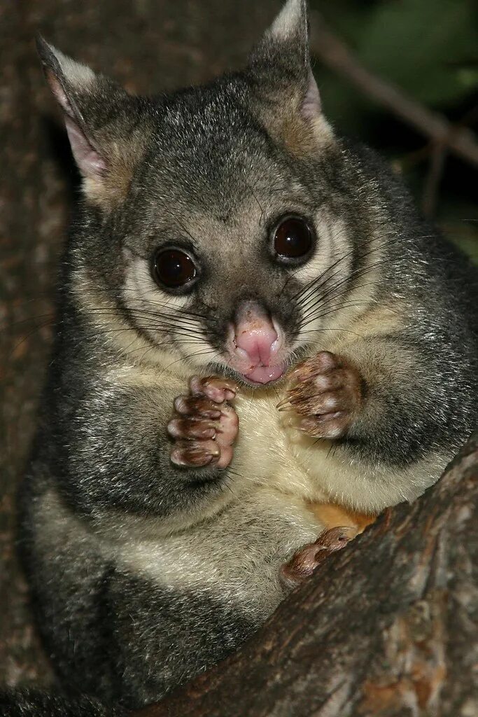 Поссум фото животное Brushtail Possum Common Brushtail Possum (Trichosurus vulp. Flickr