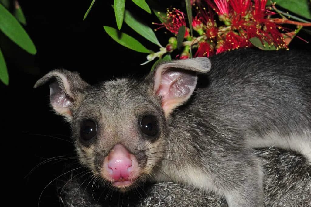 Поссум фото животное Baby Brushtail Possum - Travel Photography