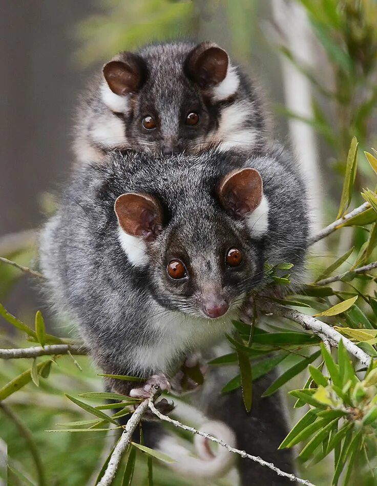 Поссум фото животное Mother and Baby Australia animals, Australian native animals, Unusual animals