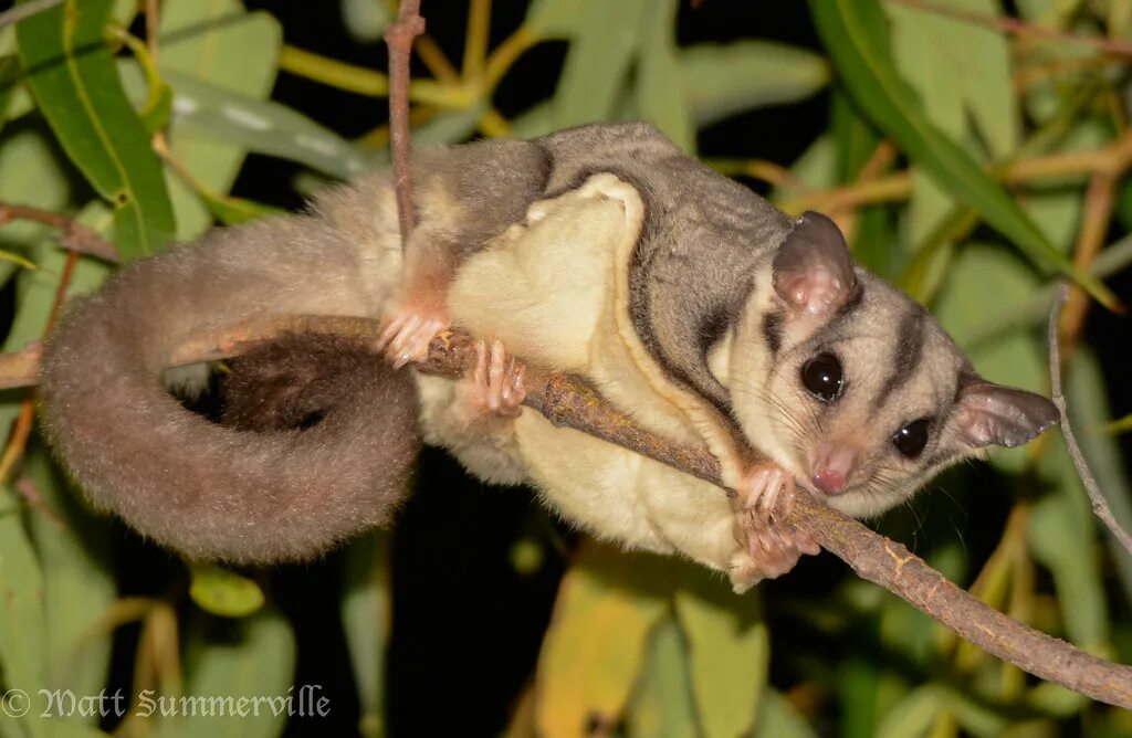 Поссум фото животное Sugar Glider (Petaurus breviceps) Davies Creek, Queensland. Flickr