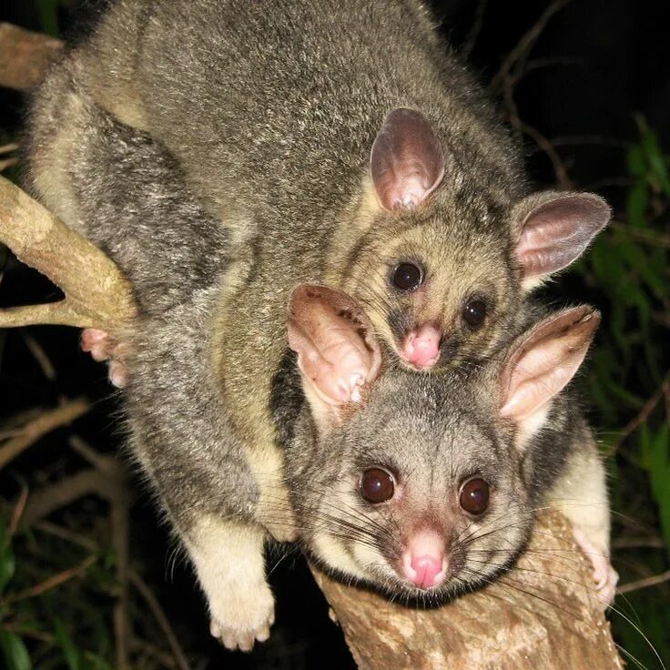 Поссум фото животное Australian Brushtails Cute little animals, Australia animals, Baby animals