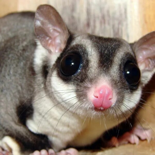 Поссум фото животное Sugar Glider - Zoo