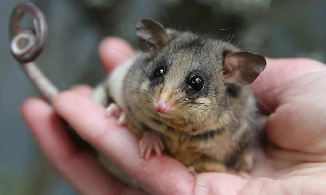 Поссум фото животное A new home could save the mountain pygmy possum from global heating, scientists 