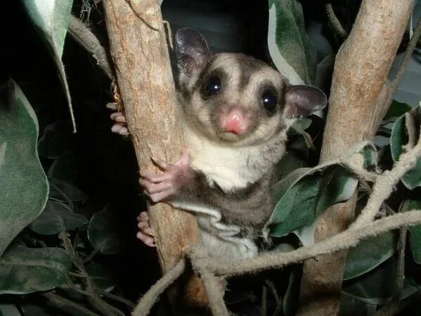 Поссум фото животное Sugar glider, Exotic pets, Animals