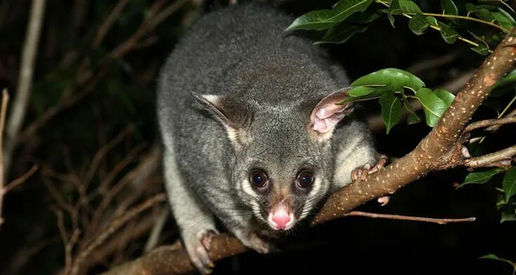 Поссум фото животное With Tasmanian devils gone, possums come down from the trees Science News Animal