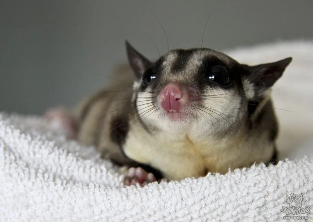 Поссум фото животное Сахарный поссум (Petaurus breviceps) - Зоопарк "Лимпопо" г. Нижний Новгород - Ни