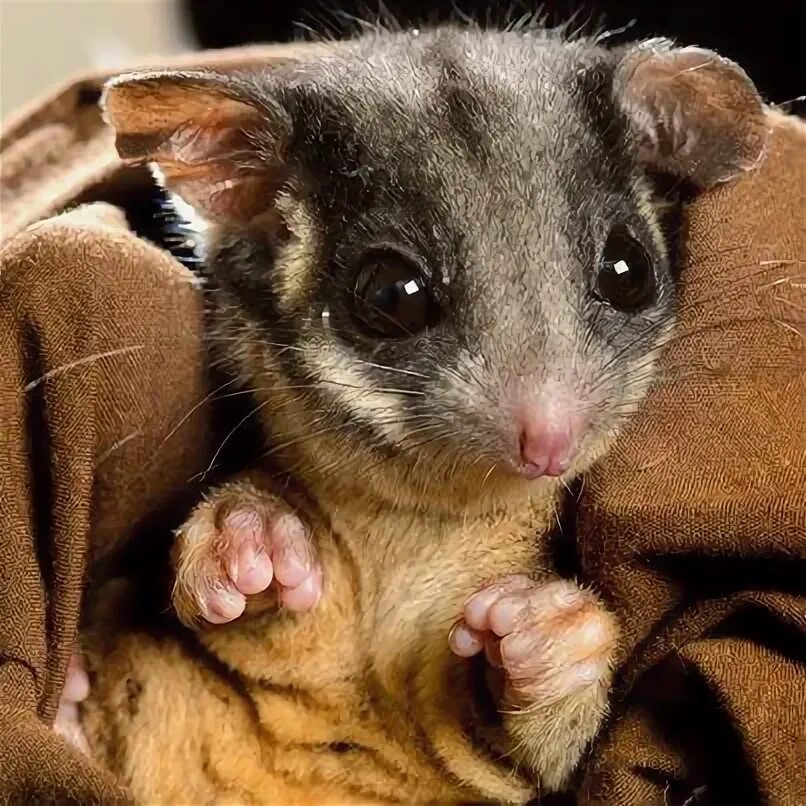 Поссум фото животное Saving the Endangered Leadbeater’s Possum