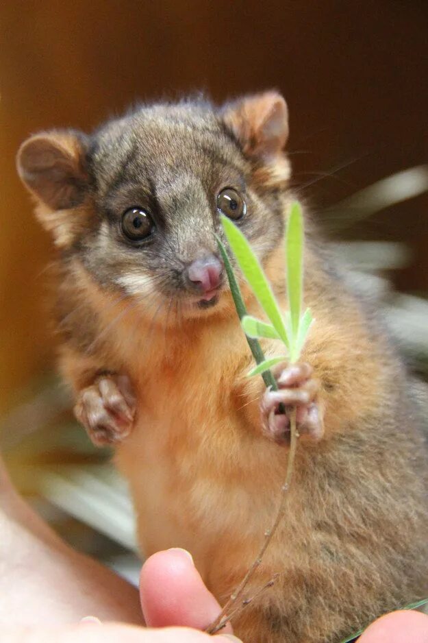 Поссум фото животное This Baby Possum Cuddling A Toy Kangaroo Will Melt Your Heart Baby possum, Baby 