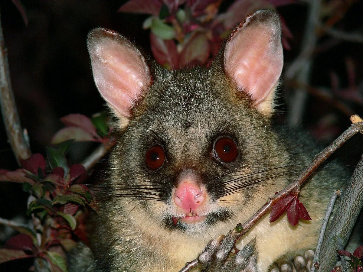 Поссум фото животное Common brushtail possum in New Zealand - Wikipedia